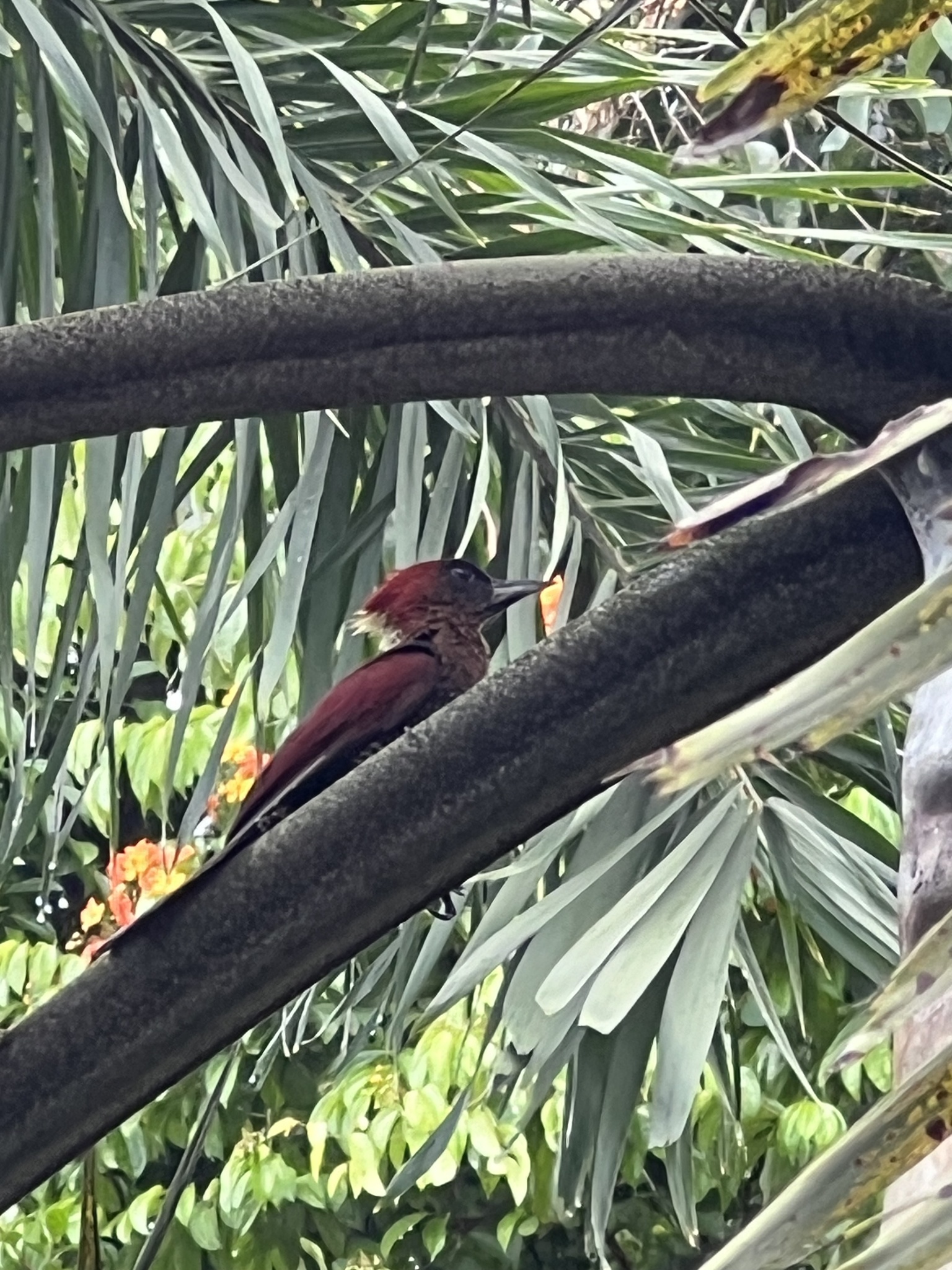 Banded Woodpecker (Chrysophlegma miniaceum)