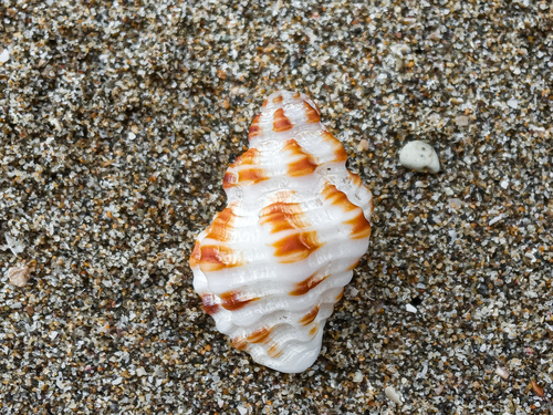 Cantharus lautus, 2024-05-17