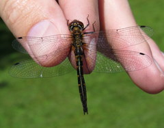 Dorocordulia lepida