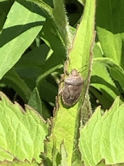 Hymenarcys nervosa