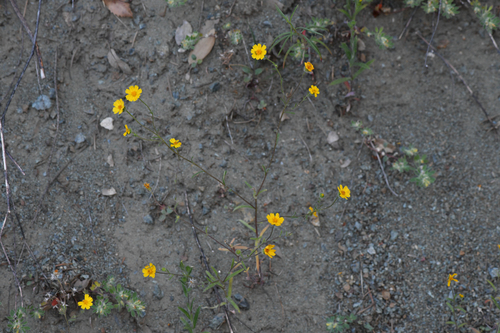 Niles' tarweed (Harmonia doris)