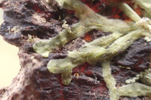 Metzgeria furcata observed 2024-06-07