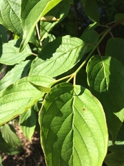 Cornus foemina