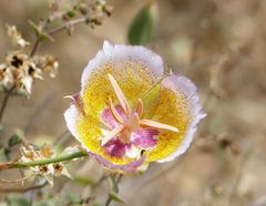 Calochortus plummerae