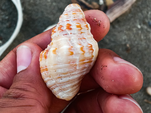 Cantharus elegans, 2024-05-19