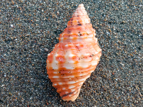 Cantharus elegans, 2024-05-19