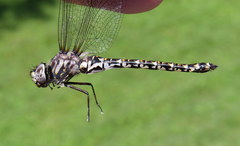 Gomphaeschna furcillata
