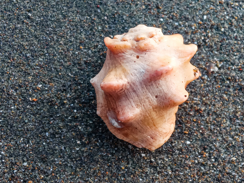 Mancinella triangularis observed 2024-05-19