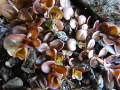 Epilobium brunnescens