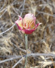 Calochortus plummerae