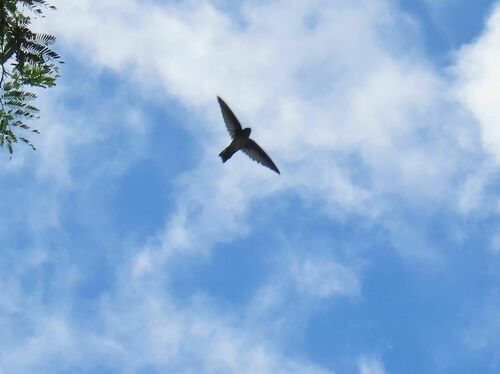 Christmas Swiftlet (Collocalia natalis), photo 1