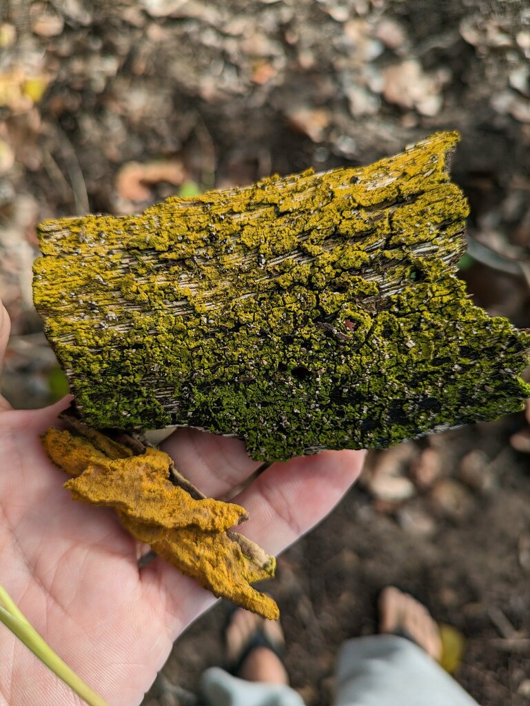 Spongiochrysis hawaiiensis