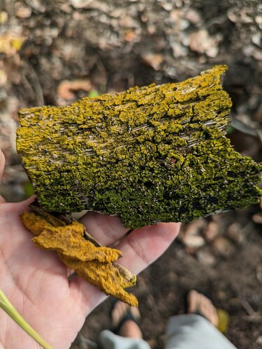 Spongiochrysis hawaiiensis