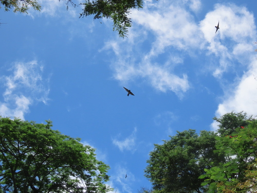 Christmas Swiftlet (Collocalia natalis), photo 2