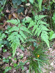 Asplenium onopteris