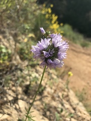 Gilia capitata