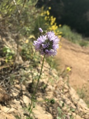 Gilia capitata