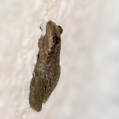 Scinax nasicus