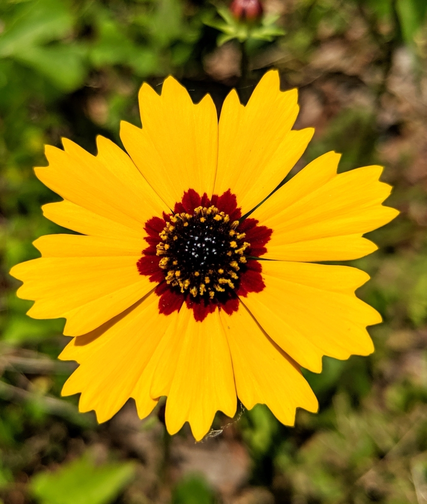 Golden Wave Tickseed