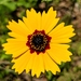 Coreopsis basalis - Photo (c) Sarah Towne, μερικά δικαιώματα διατηρούνται (CC BY-NC), uploaded by Sarah Towne