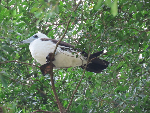 Abbott's Booby (Papasula abbotti), photo 8