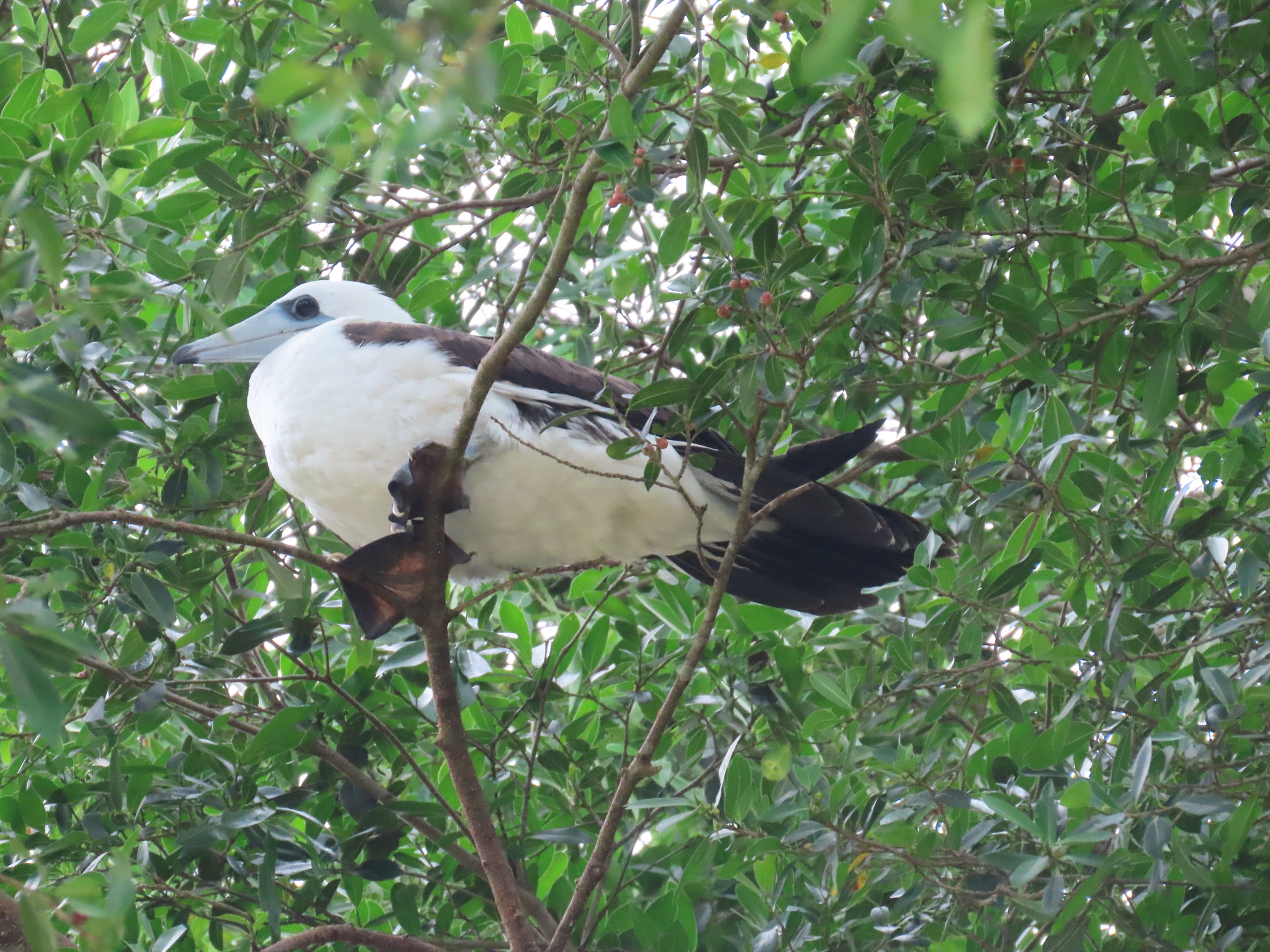 Abbott's Booby (Papasula abbotti), photo 8