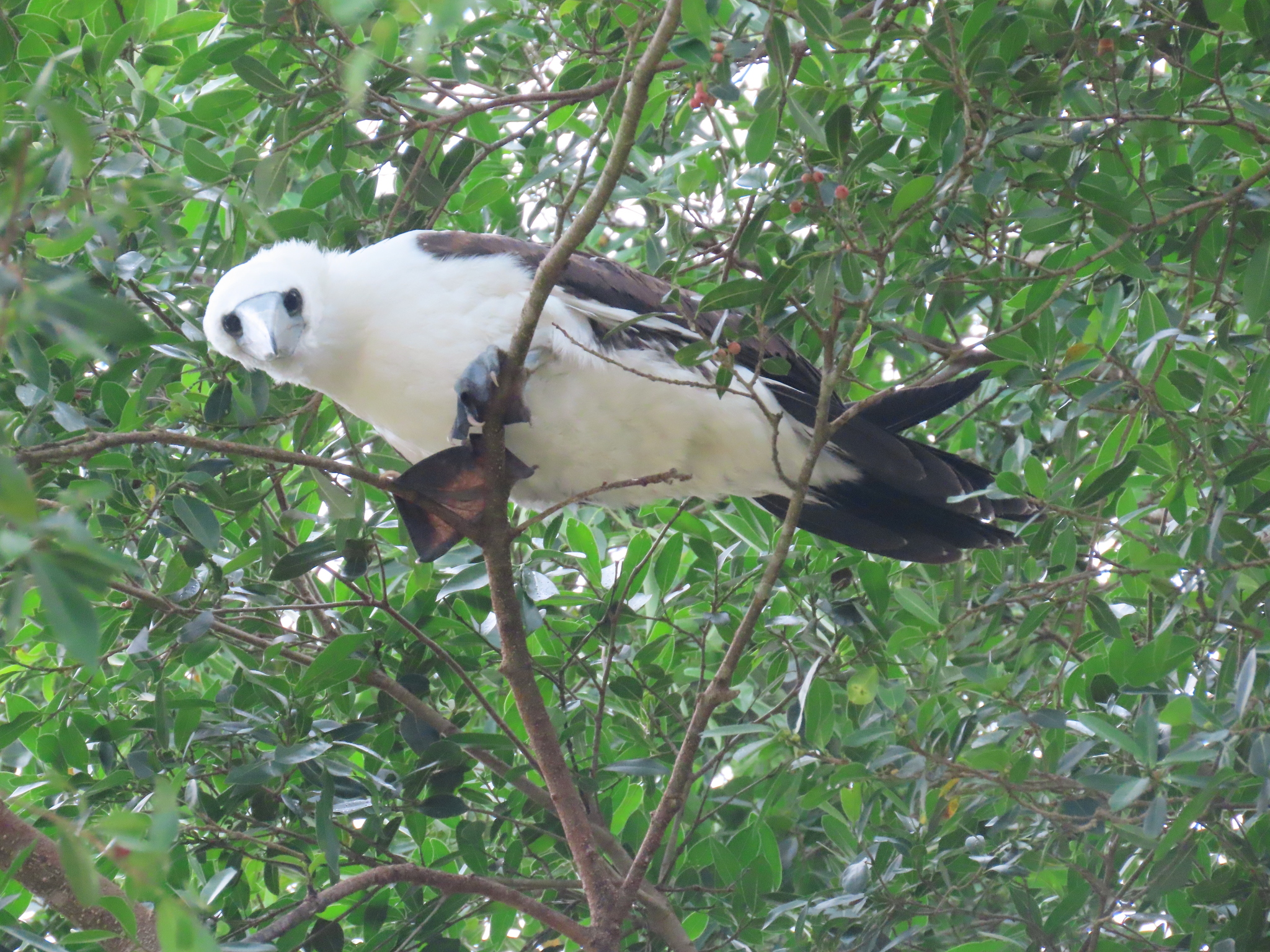 Abbott's Booby (Papasula abbotti), photo 9