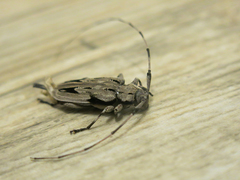 Acanthocinus nodosus