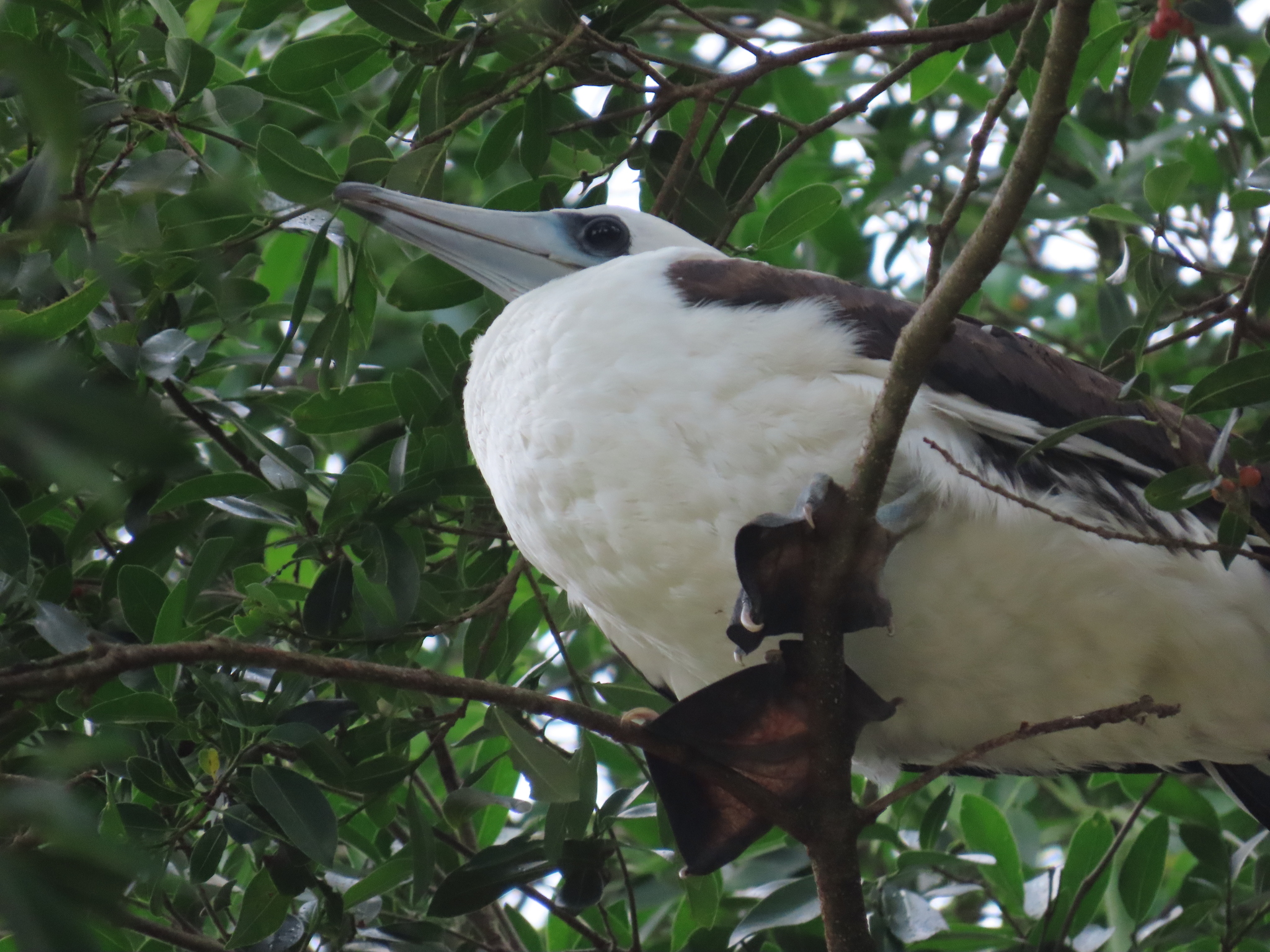 Abbott's Booby (Papasula abbotti), photo 10