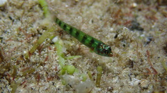 Saipan Pygmy Goby photo 1