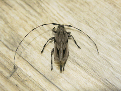 Acanthocinus nodosus