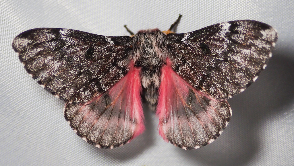 Velda Pine Moth