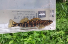 Halloween Darter photo 3