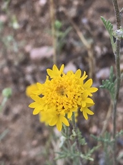 Chaenactis glabriuscula