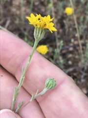 Chaenactis glabriuscula