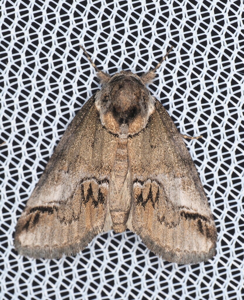 Small Baileya Moth
