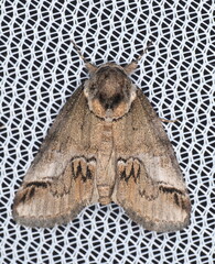 Small Baileya Moth