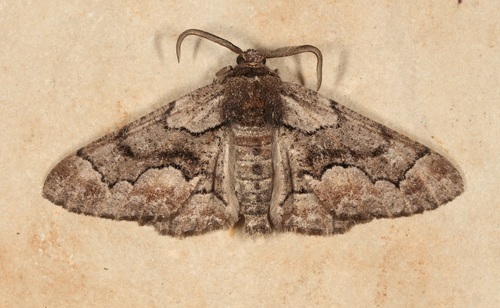 Phaeoura mexicanaria photo 2