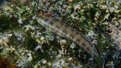 Lined-Tail Blenniella photo 3