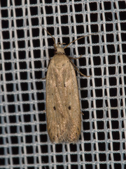 Nothris verbascella