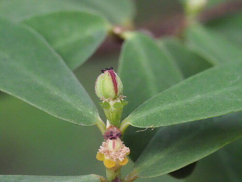 Image of Euphorbia celastroides by (c) Kevin Faccenda, some rights reserved (CC BY)