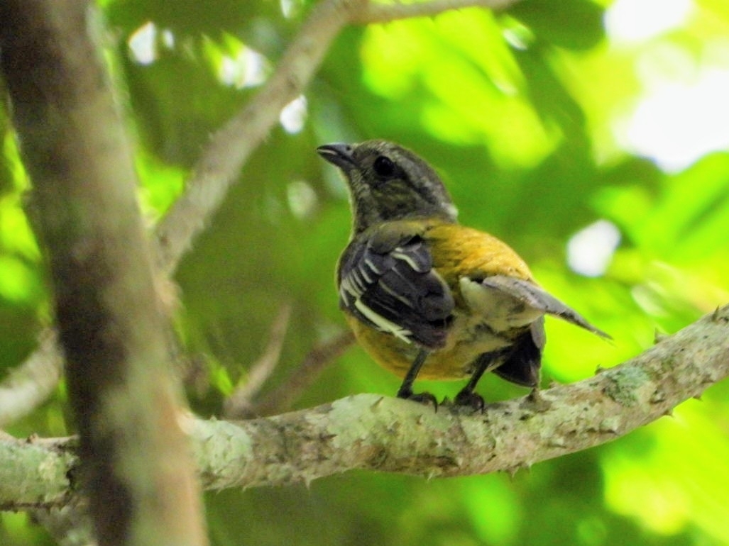 Jamaican Spindalis (Spindalis nigricephala), photo 9
