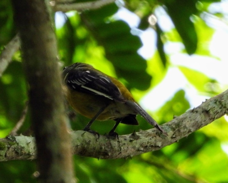 Jamaican Spindalis (Spindalis nigricephala), photo 10