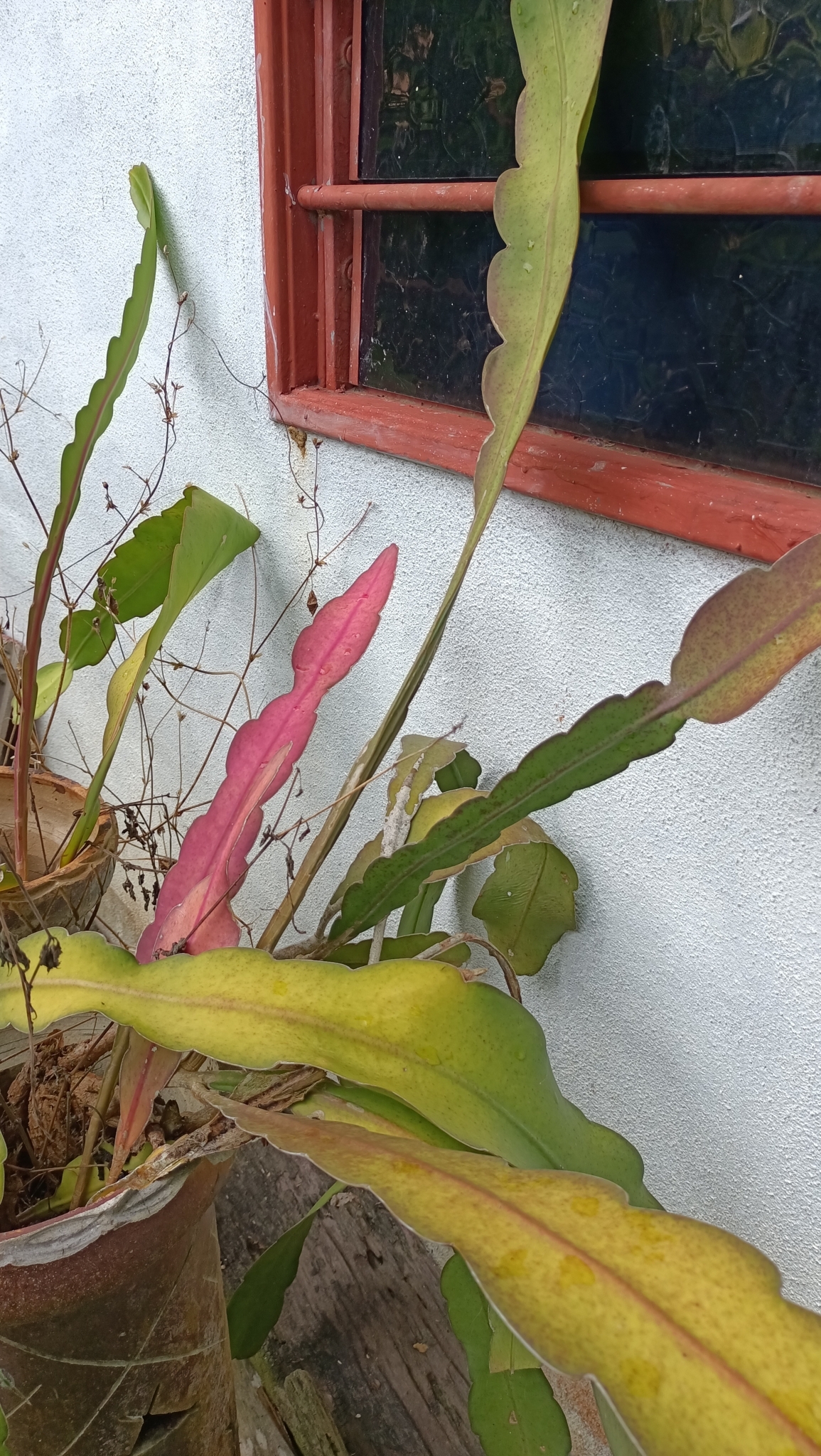 Imagem de Cacto-orquídea