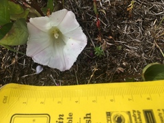 Calystegia atriplicifolia