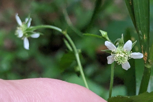 White avens (Geum canadense)