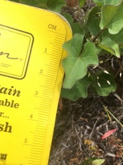 Calystegia atriplicifolia