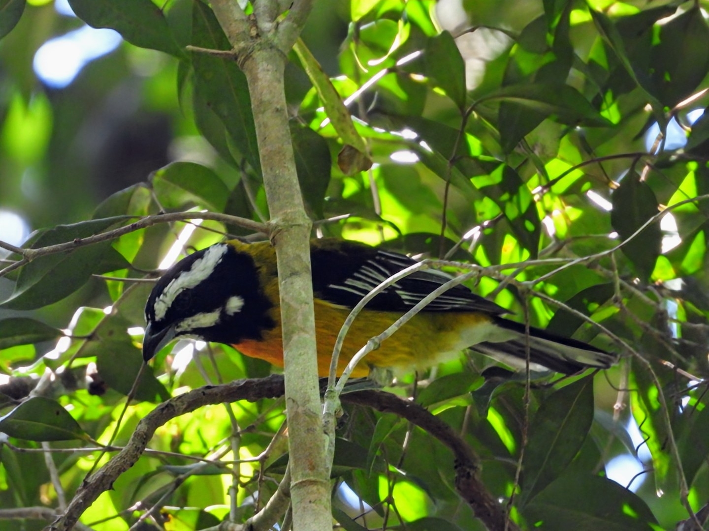 Jamaican Spindalis (Spindalis nigricephala), photo 5