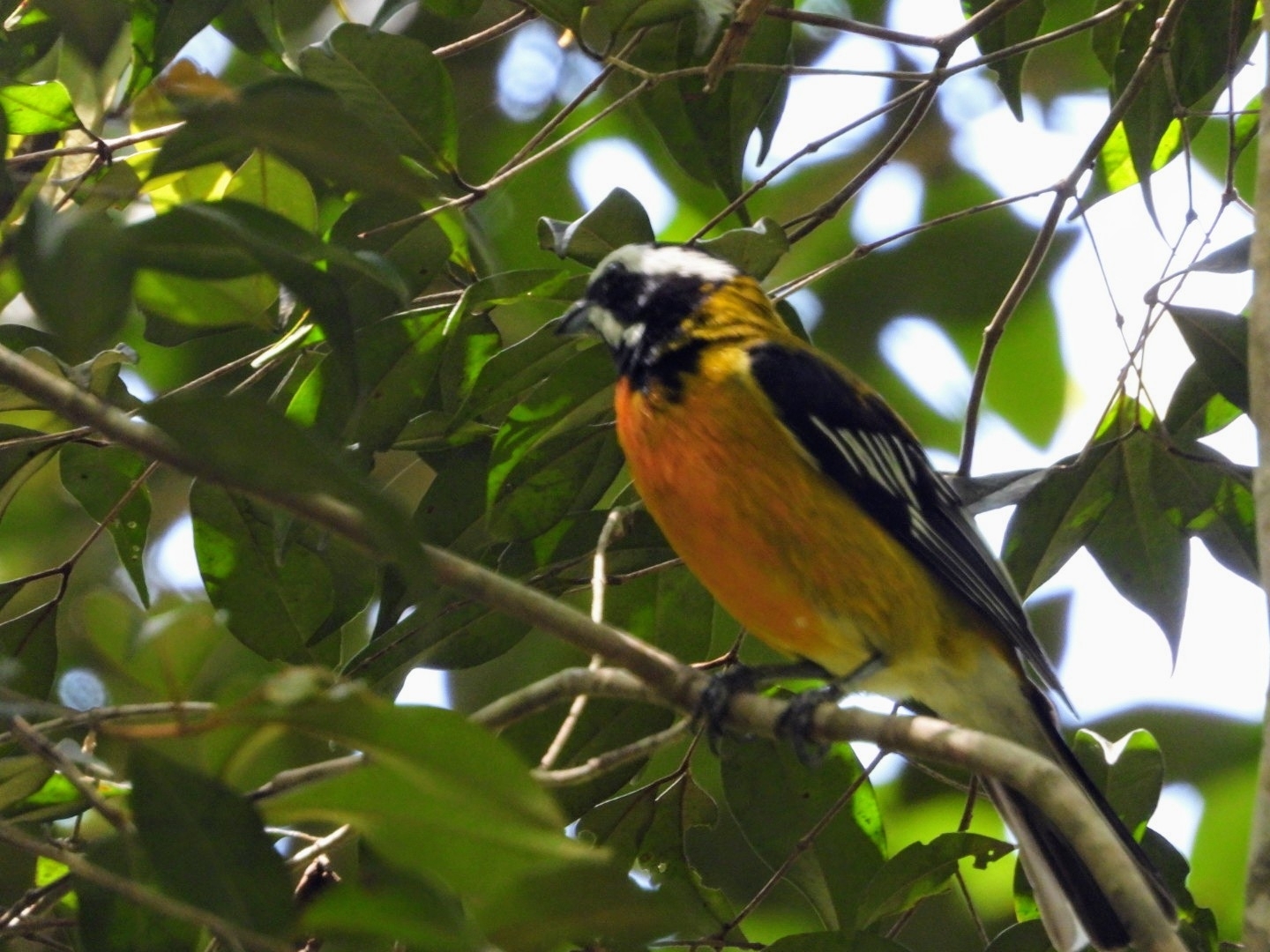 Jamaican Spindalis (Spindalis nigricephala), photo 6