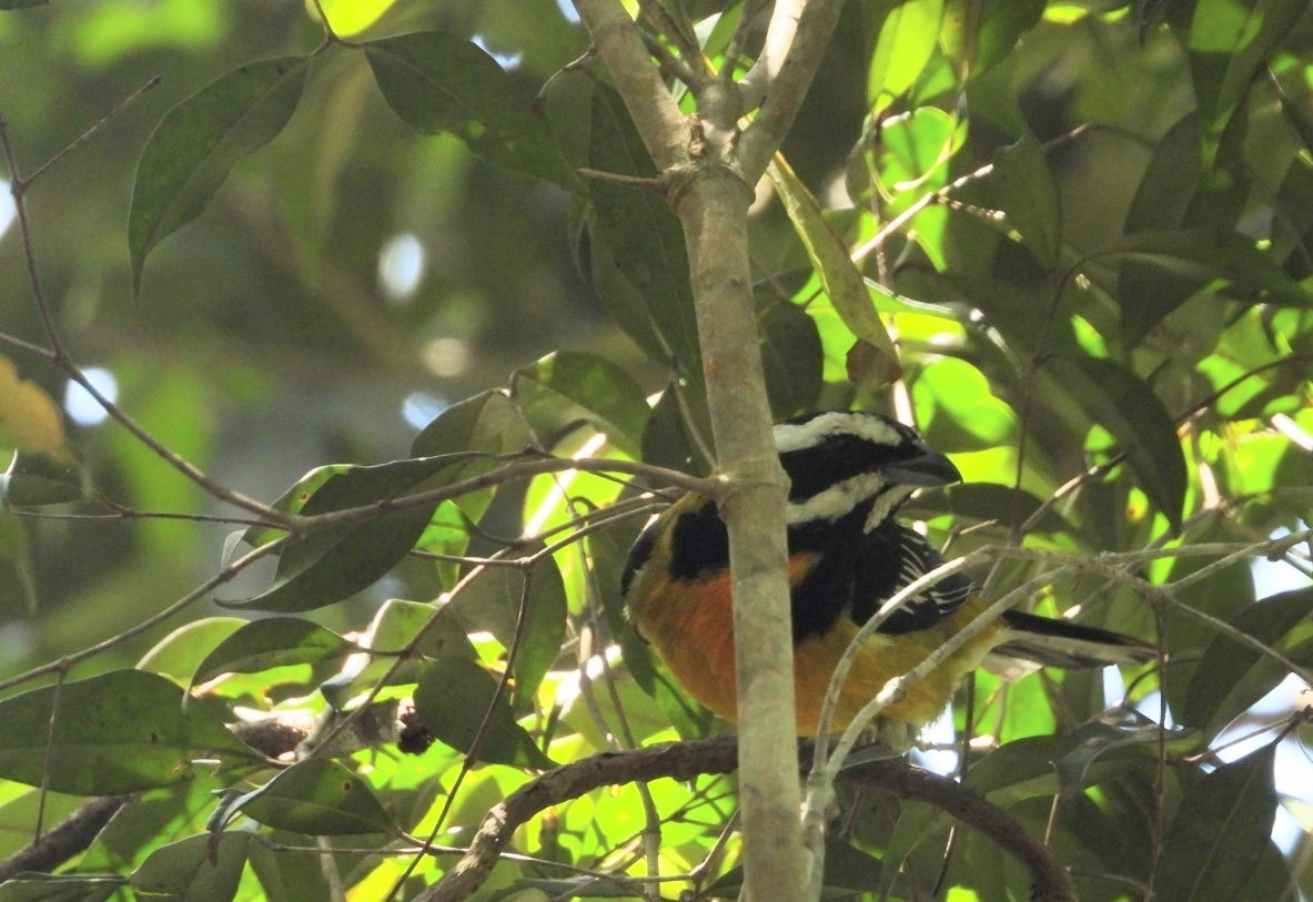 Jamaican Spindalis (Spindalis nigricephala), photo 7